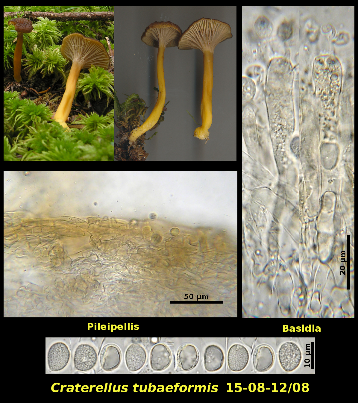 Picture of <i>Craterellus_tubaeformis</i>